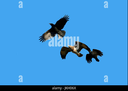 Rabenkrähen angreifen Mäusebussard, North Rhine-Westphalia, Deutschland / (Corvus Corone Corone) (Buteo Buteo) / Europäische Bussard Stockfoto