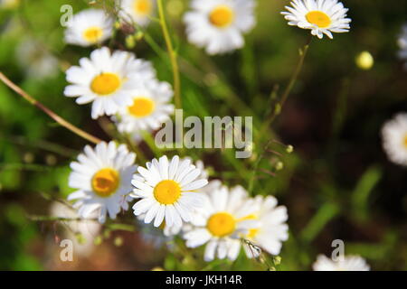 Grasgrün und Kamillen in der Natur Stockfoto