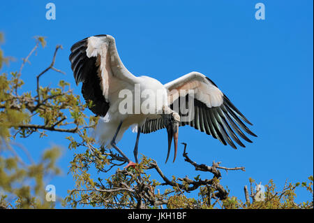 Woodstork, Florida, USA / (Mycteria Americana) / American Holz Ibis | Waldstorch, Florida, USA / (Mycteria Americana) Stockfoto