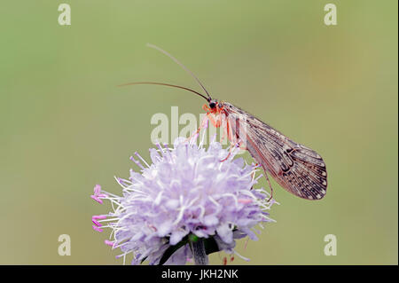 Köcherfliegenart auf des Teufels-Bit Witwenblume, Bavaria, Germany / (Halesus Tesselatus) (Succisa Pratensis, Scabiosa Succisa) / Caddisfly Stockfoto