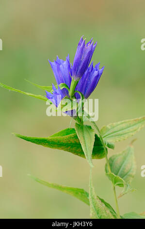 Enzian, Bayern, Weide / (Gentiana Asclepiadea) | Schwalbenwurz-Enzian, Bayern, Deutschland / (Gentiana Asclepiadea) Stockfoto