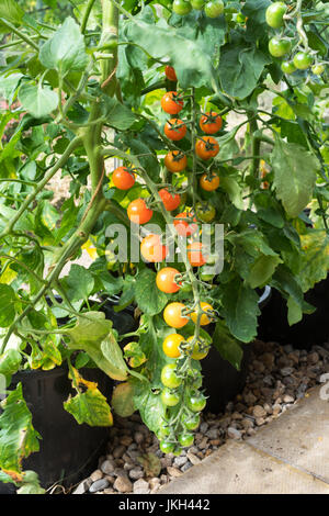 Tomaten Sungold F1 wächst in einem Gewächshaus, England, UK Stockfoto