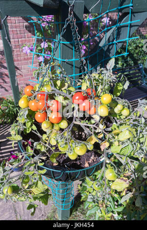 Tomaten Tumbler F1 wächst in einem hängenden Korb, England, UK Stockfoto