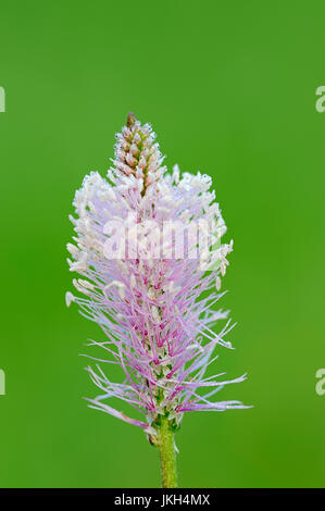 Hoary Plantain, Bavaria, Germany / (Plantago Media) | Mittlerer Wegerich, Bayern, Deutschland / (Plantago Media) Stockfoto