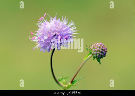 Teufels-Bit Witwenblume, Bavaria, Germany / (Succisa Pratensis, Scabiosa Succisa) | Gewoehnlicher Teufelsabbiss, Bayern, Deutschland Stockfoto