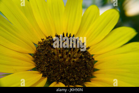 Eine Makro-Aufnahme einer Sonnenblume Stockfoto