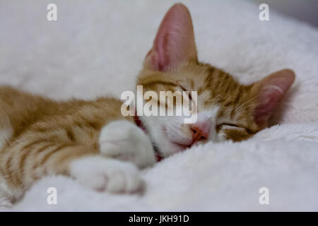 Katze schläft friedlich auf weißen Decke Stockfoto
