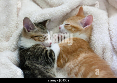 zwei Katzen, die mit einander schlafen Stockfoto