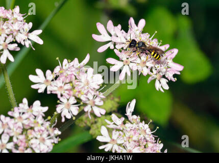 Digger Wasp - Ectemnius auf Bärenklau - Heracleum sphondylium Stockfoto