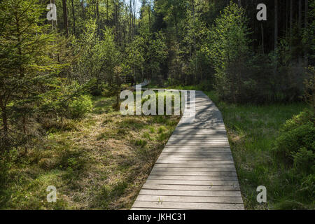Waldweg in Böhmen-Tschechien Stockfoto