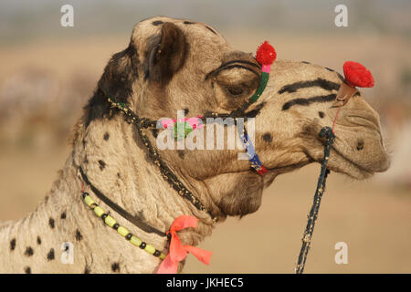 Porträt eines dekorierten Kamels auf dem Jahrmarkt Pushkar in Rajasthan Indien Stockfoto