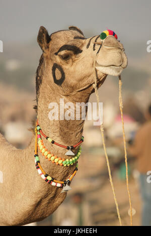 Porträt eines dekorierten Kamels auf dem Jahrmarkt Pushkar in Rajasthan Indien Stockfoto