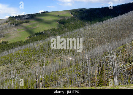 Neues Wachstum nach Brandschäden, Yellowstone-Nationalpark Stockfoto