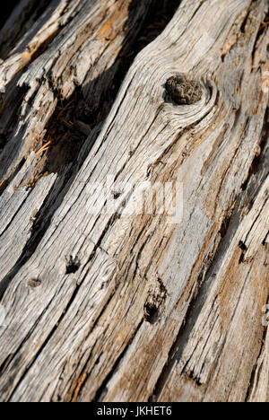 Verwitterte Log, Yellowstone-Nationalpark, Wyoming, USA Stockfoto