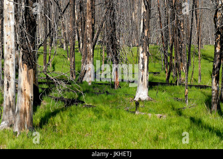 Neues Wachstum Vegetation nach Brandschäden, Yellowstone-Nationalpark, Wyoming, USA Stockfoto