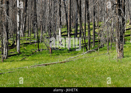 Neues Wachstum Vegetation nach Brandschäden, Yellowstone-Nationalpark, Wyoming, USA Stockfoto