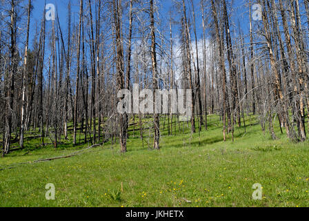 Neues Wachstum Vegetation nach Brandschäden, Yellowstone-Nationalpark, Wyoming, USA Stockfoto