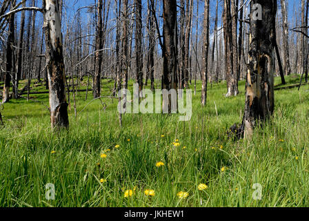Neues Wachstum Vegetation nach Brandschäden, Yellowstone-Nationalpark, Wyoming, USA Stockfoto