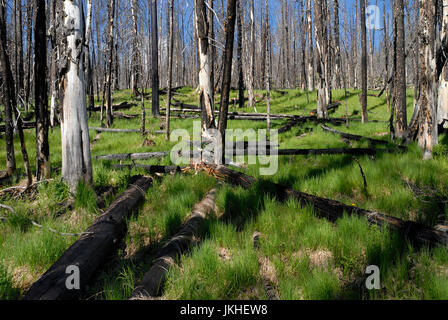 Neues Wachstum Vegetation nach Brandschäden, Yellowstone-Nationalpark, Wyoming, USA Stockfoto