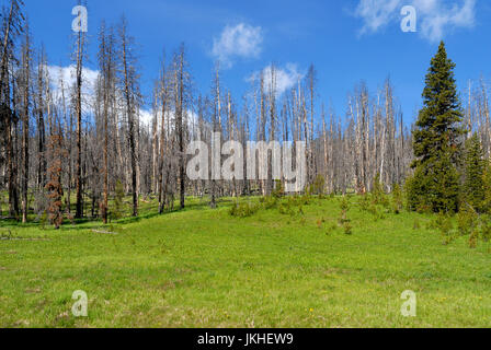 Neues Wachstum Vegetation nach Brandschäden, Yellowstone-Nationalpark, Wyoming, USA Stockfoto
