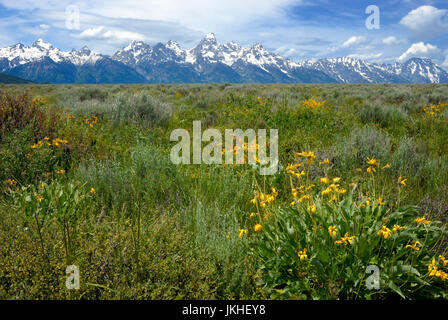 Grand Teton Nationalpark, Jackson Hole, Wyoming, USA Stockfoto