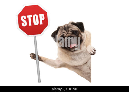 lächelnd Mops Welpen Hund roten Stop Schild hochhält, isoliert auf weißem Hintergrund Stockfoto