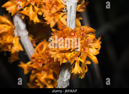 kleine orange Dendrobium Orchidee Blume auf schwarzem Hintergrund Stockfoto