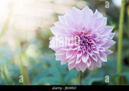 Hybrid Light Pink Dahlia Blume im Herbst, selektiven Fokus Stockfoto