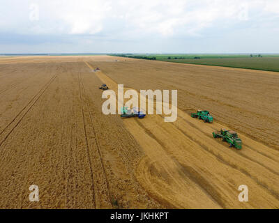 Ernte Weizen Harvester. Landwirtschaftliche Maschinen ernten Getreide auf dem Feld. Landwirtschaftliche Maschinen in Betrieb. Stockfoto