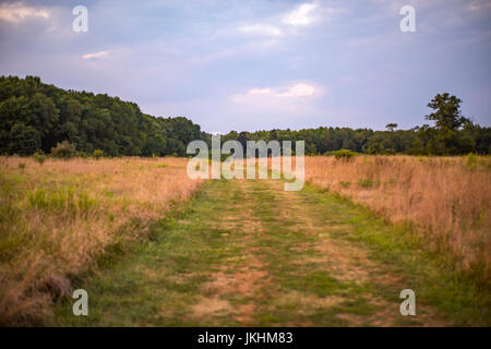 Hohen Rasen auf beiden Seiten in goldenes Licht. Stockfoto