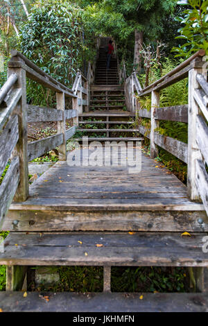 Schritte mit Überwuchterung, die den Weg an die Spitze des Hügels führt dem Coit Tower befindet. Stockfoto