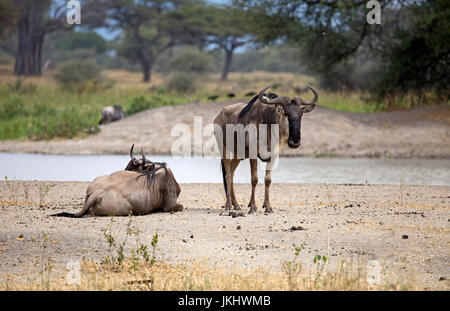 Gnus in African Safari genommen Stockfoto