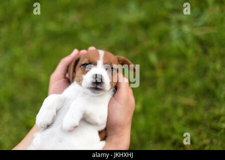 Man Betrieb niedlichen Welpen Jack Russel in Händen. Stockfoto