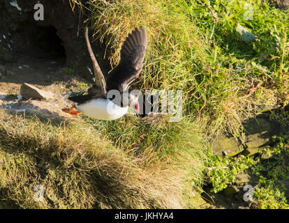 Ein Papageientaucher (Fratercula Arctica) ausziehen aus seiner nisten Burrow, Sumburgh Head, Shetland, UK Stockfoto