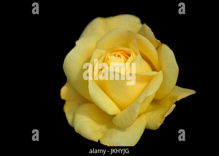 Gelbe Rose auf schwarzem Hintergrund isoliert Stockfoto
