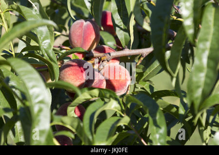 reife Pfirsiche wachsen unter den grünen Blättern Stockfoto