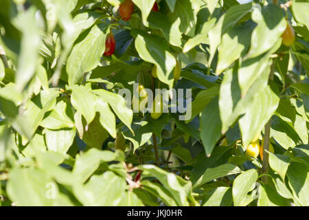 Frucht der Hartriegel auf einem Baum Stockfoto