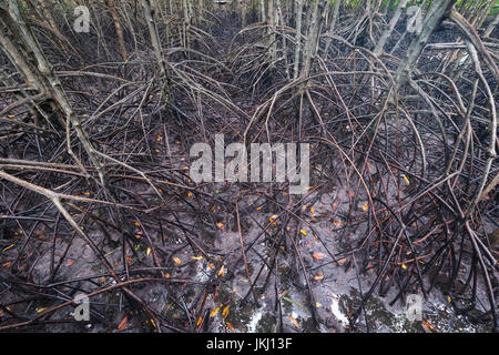 Mangroven-Wald in Chanthaburi Provinz, Thailand, niedrige Tastenton Stockfoto