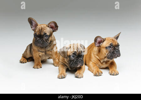 wunderschöne französische Bulldogge Welpen Hunde. 2 Monate alt. Textfreiraum. Stockfoto