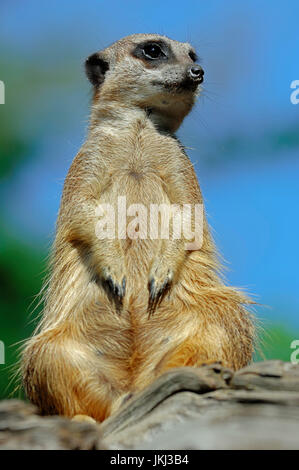 Erdmännchen / (Suricata Suricatta) / Suricate | Erdmaennchen / (Suricata Suricatta) / Erdmännchen, Surikate Stockfoto