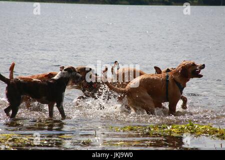 Hunde spielen mit einander in See Stockfoto