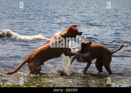 Hunde spielen mit einander in See Stockfoto