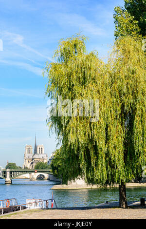 Kathedrale Notre-Dame in Paris von Henri IV Pier mit einer Weide im Vordergrund, am Ufer und die Sully-Brücke aus gesehen. Stockfoto