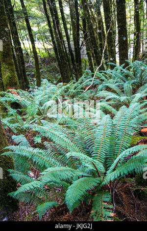 Große Neuseeland Baumfarne in Fantail fällt, Südinsel, Neuseeland Stockfoto