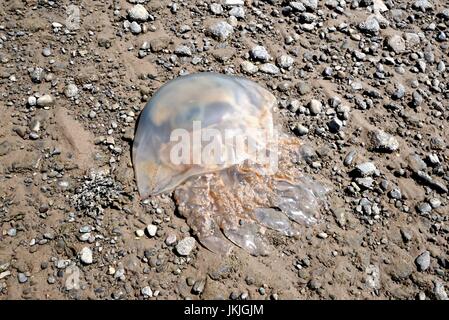 Fass-Quallen am Strand von Ravenglass Cumbria UK gestrandet Stockfoto