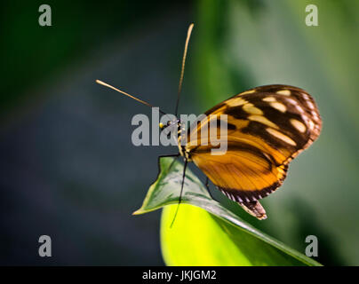 Monarch-Schmetterling Stockfoto