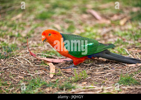 Eine lebendige Foto von australischen König Papagei sitzt auf einem Boden. Stockfoto