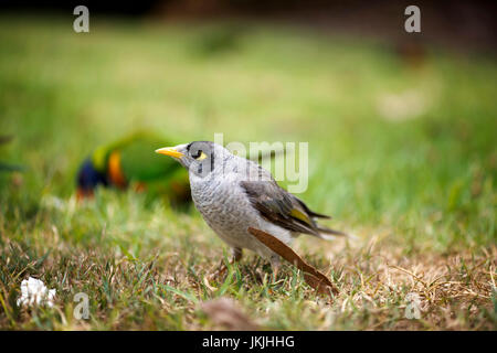 Ein Portrait-Foto eines australischen Vogel namens "laut Bergmann". Stockfoto