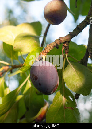 eine Nahaufnahme der lila wachsenden Reife Pflaumenmus Frucht am Baum; Essex; England; UK Stockfoto