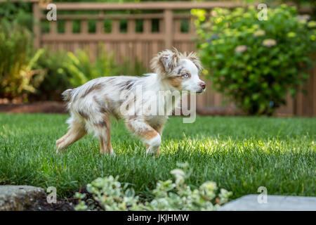Mini Australian Shepherd Welpen "Flynn" spielt in seinem Hof in Issaquah, Washington, USA Stockfoto